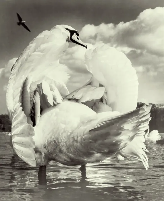 Framed Print : Swan on Kensington Round Pond Framed Print : Swan on Kensington Round Pond