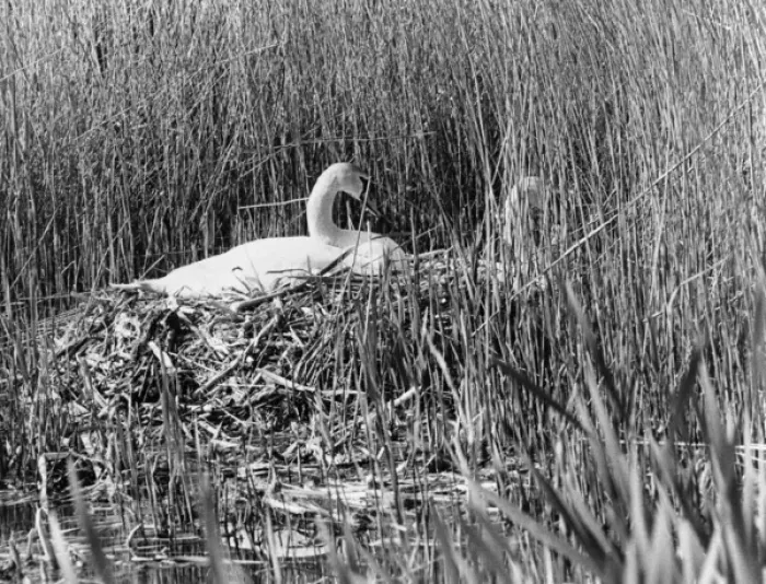 Framed Print : Swan nesting