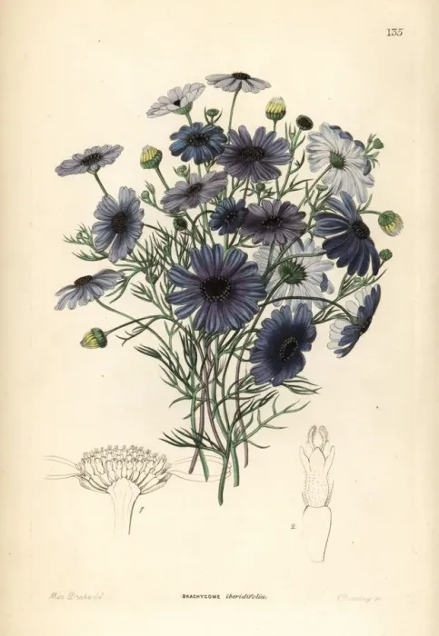 Framed Print : Swan river daisy, Brachyscome iberidifolia Framed Print : Swan river daisy, Brachyscome iberidifolia