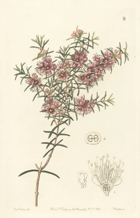 Framed Print : Swan River myrtle, Hypocalymma robustum Framed Print : Swan River myrtle, Hypocalymma robustum