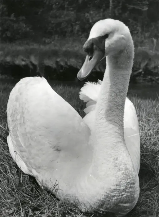 Framed Print : A swan sitting on its nest, Cornwall