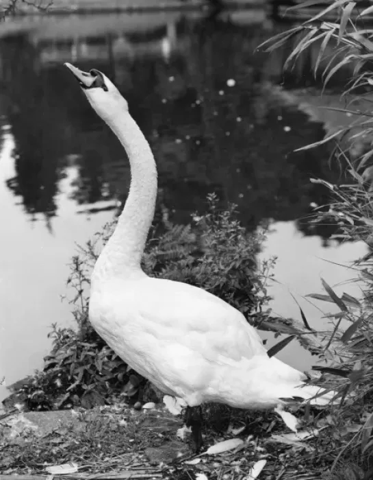 Framed Print : Swan Stretching its Neck Framed Print : Swan Stretching its Neck