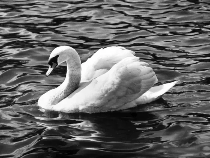 Framed Print : SWAN STUDY Framed Print : SWAN STUDY