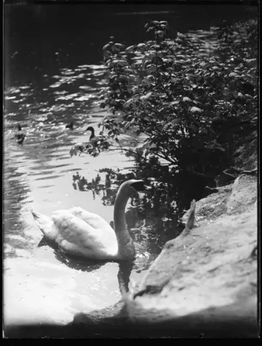 Framed Print : Swan in the Sunshine Framed Print : Swan in the Sunshine