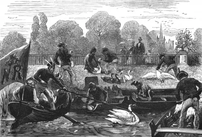 Framed Print : Swan Upping - 3 Framed Print : Swan Upping - 3