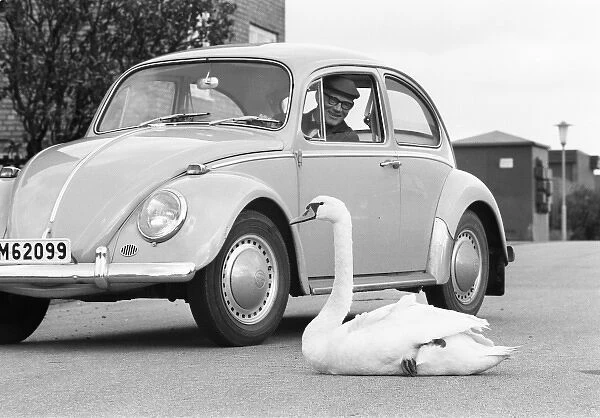 Swan and a Volkswagen