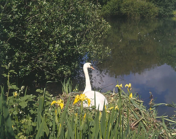 Swan and yellow iris, The Mill Pond, Hayle, Cornwall