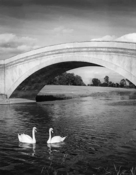Framed Print : Swans & Bridge Framed Print : Swans & Bridge