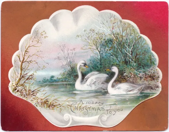 Framed Print : Two swans on a Christmas card Framed Print : Two swans on a Christmas card