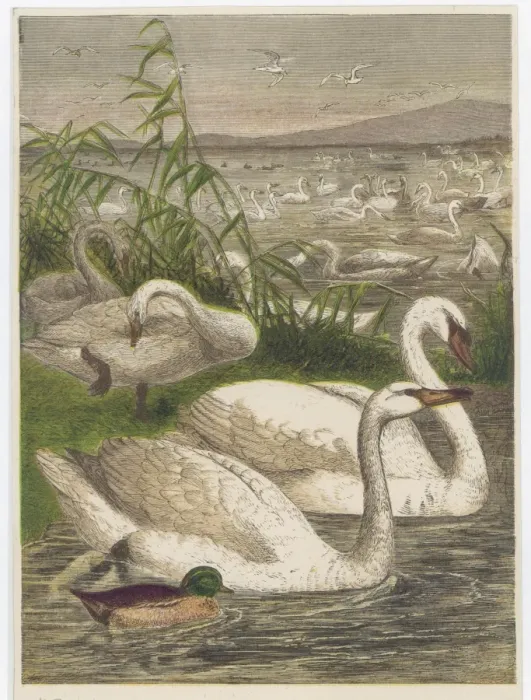 Framed Print : Swans and Cygnets Galore Framed Print : Swans and Cygnets Galore