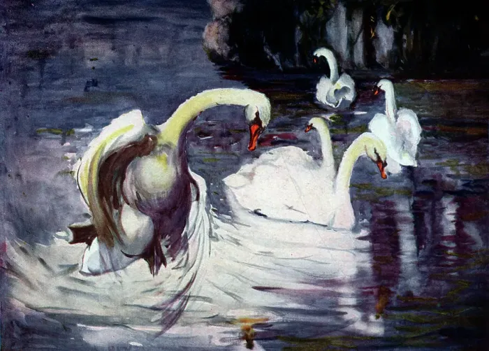 Framed Print : Swans in the Lake Framed Print : Swans in the Lake