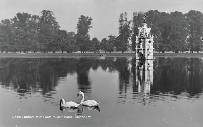 Framed Print : Swans on the Lake at Bushy Park Framed Print : Swans on the Lake at Bushy Park