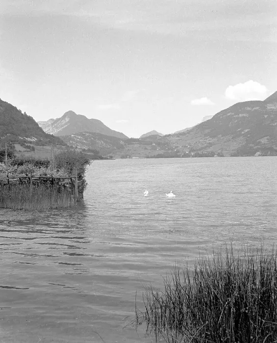 Framed Print : Swans on a lake near Albertville Framed Print : Swans on a lake near Albertville