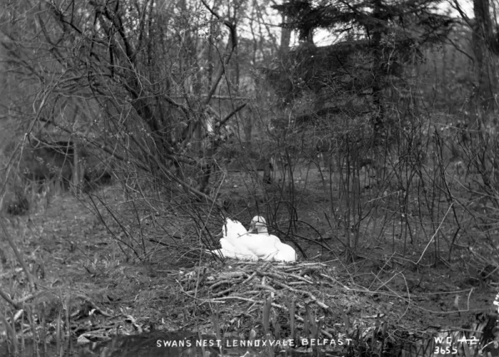 Framed Print : Swans Nest, Lennoxvale, Belfast Framed Print : Swans Nest, Lennoxvale, Belfast