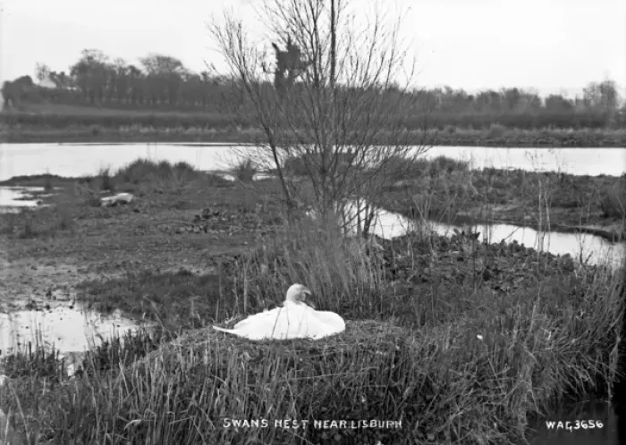 Framed Print : Swans Nest near Lisburn Framed Print : Swans Nest near Lisburn
