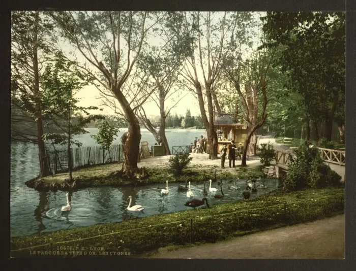 Framed Print : The swans in the park Tete d Or, Lyons, France Framed Print : The swans in the park Tete d Or, Lyons, France