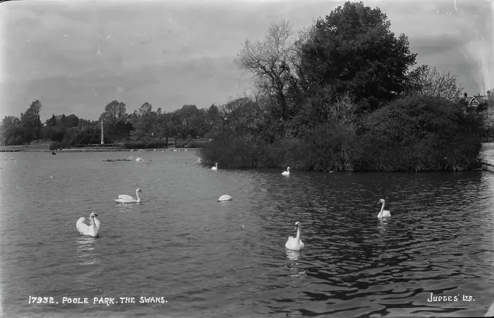 Framed Print : The Swans at Poole Park Framed Print : The Swans at Poole Park