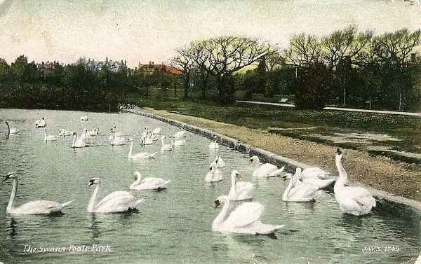 The Swans, Poole Park, Dorset