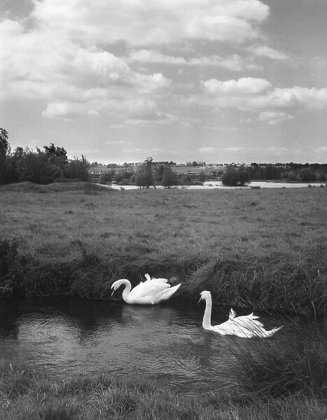 Swans on the River Nene