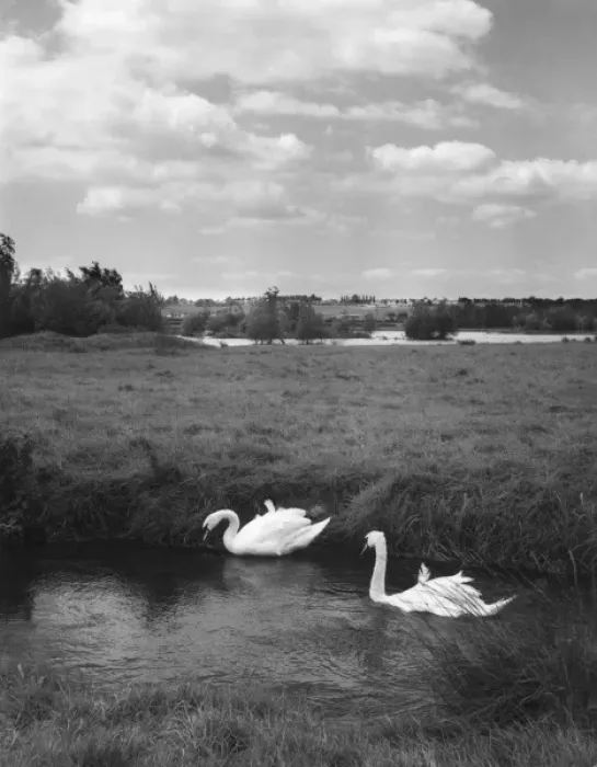 Framed Print : Swans on the River Nene