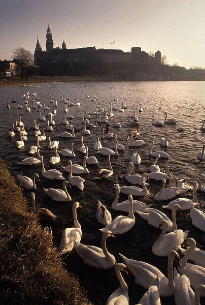 Swans on Vistula River, Krakow, Poland