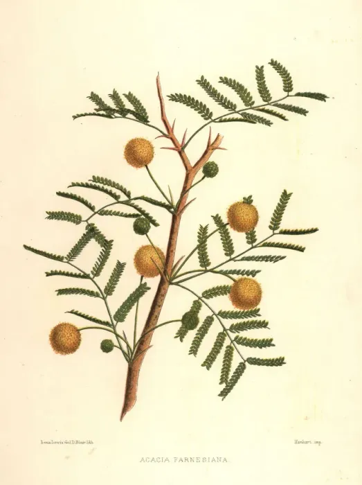 Framed Print : Sweet acacia, Acacia farnesiana Framed Print : Sweet acacia, Acacia farnesiana