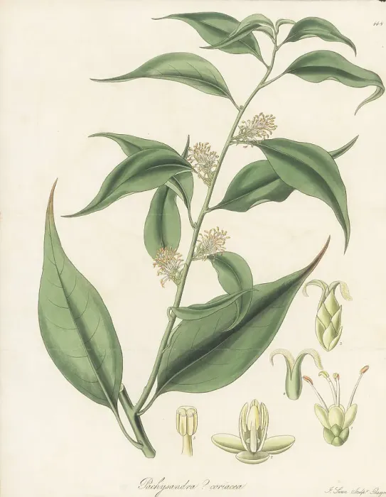 Framed Print : Sweet box, Sarcococca coriacea Framed Print : Sweet box, Sarcococca coriacea