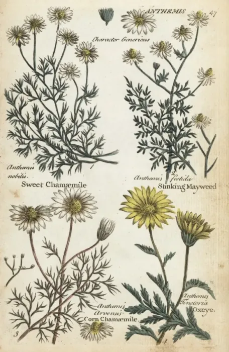 Framed Print : Sweet chamomile, stinking mayweed, corn chamaemile and oxeye Framed Print : Sweet chamomile, stinking mayweed, corn chamaemile and oxeye