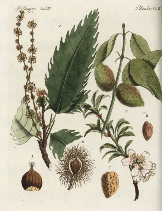 Framed Print : Sweet chestnut and almond tree Framed Print : Sweet chestnut and almond tree