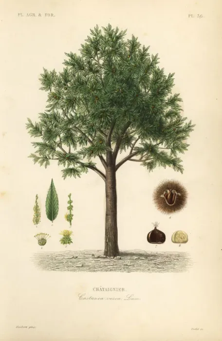 Framed Print : Sweet chestnut, Castanea sativa Framed Print : Sweet chestnut, Castanea sativa