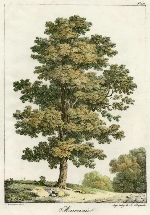 Framed Print : Sweet Chestnut Tree 1820 Framed Print : Sweet Chestnut Tree 1820