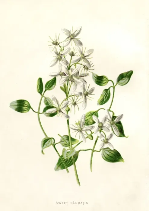 Framed Print : Sweet Clematis Framed Print : Sweet Clematis