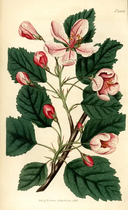 Framed Print : Sweet crabapple or garland crab, Malus coronaria Framed Print : Sweet crabapple or garland crab, Malus coronaria