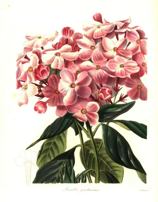 Framed Print : Sweet-flowered luculia, Luculia gratissima Framed Print : Sweet-flowered luculia, Luculia gratissima