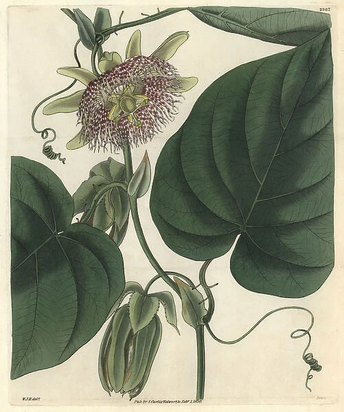 Sweet granadilla or grenadia, Passiflora ligularis