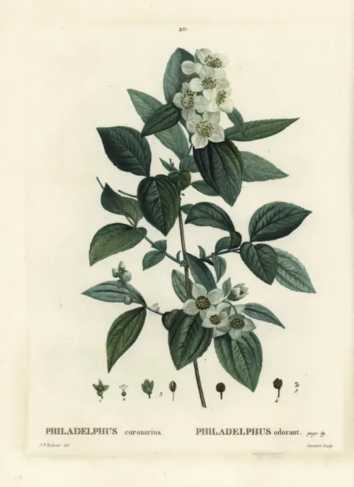 Framed Print : Sweet mock-orange, English dogwood, Philadelphus coronarius Framed Print : Sweet mock-orange, English dogwood, Philadelphus coronarius