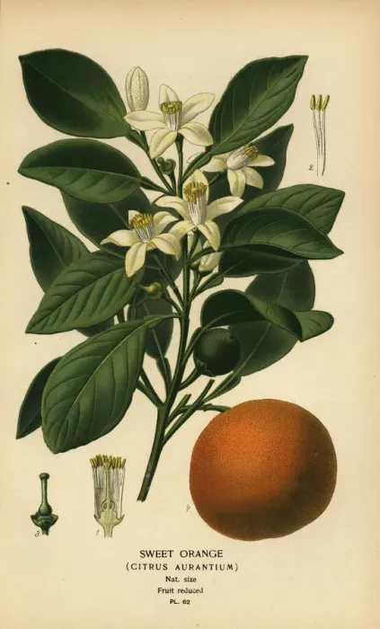 Framed Print : Sweet orange, Citrus x aurantium