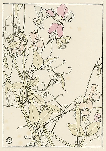 Sweet Pea. Decorative flower study by Jeannie Foord, of Sweet Pea a climbing plant.. 1899