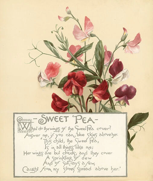 Sweet pea, Lathyrus odoratus, and calligraphic poem