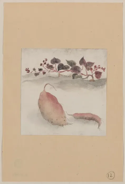 Framed Print : Sweet potato or yam with plant growing in the background Framed Print : Sweet potato or yam with plant growing in the background