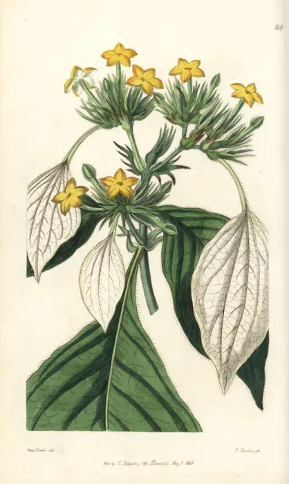 Framed Print : Sweet root, Mussaenda macrophylla Framed Print : Sweet root, Mussaenda macrophylla