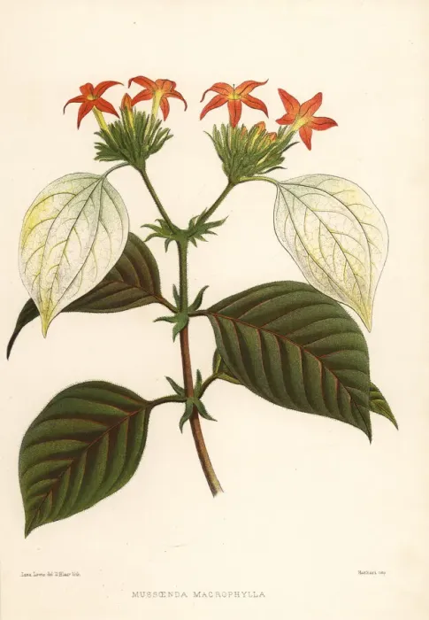 Framed Print : Sweet root, Mussaenda macrophylla Framed Print : Sweet root, Mussaenda macrophylla
