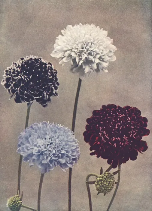 Framed Print : Sweet scabious Framed Print : Sweet scabious