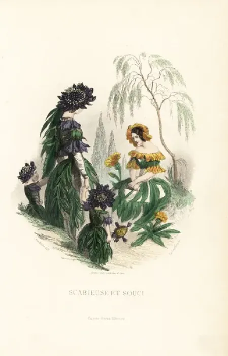 Framed Print : Sweet scabious and marigold flower fairies Framed Print : Sweet scabious and marigold flower fairies