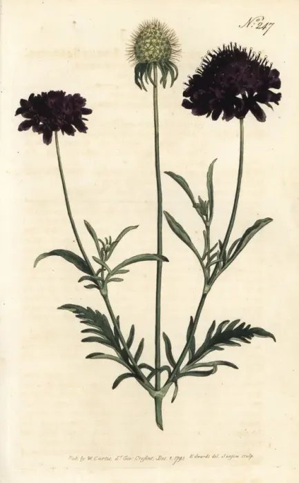 Framed Print : Sweet scabious, Scabiosa atropurpurea Framed Print : Sweet scabious, Scabiosa atropurpurea