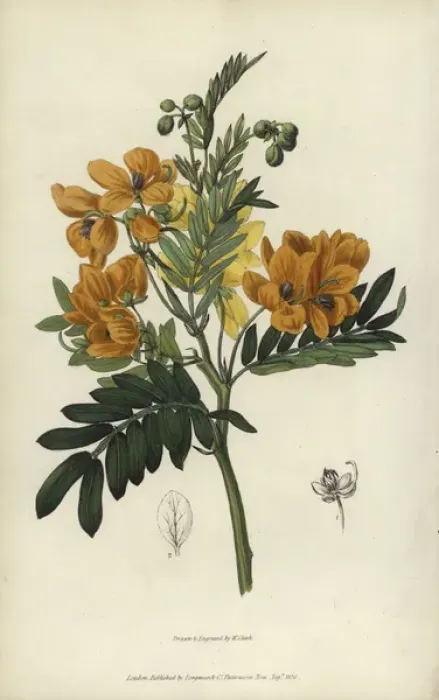 Framed Print : Sweet-scented cassia, Senna odorata