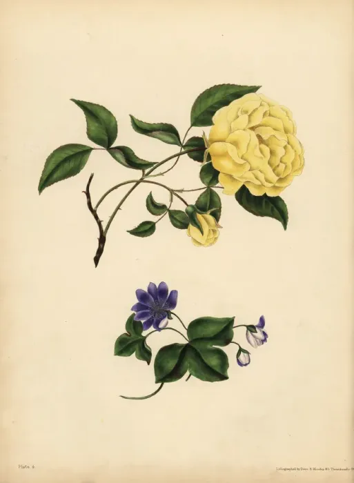 Framed Print : The sweet-scented China Rose, Infidelity Framed Print : The sweet-scented China Rose, Infidelity