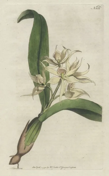 Framed Print : Sweet-scented epidendrum, Encyclia fragrans Framed Print : Sweet-scented epidendrum, Encyclia fragrans