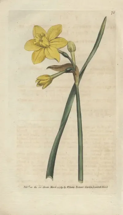 Framed Print : Sweet-scented jonquil, Narcissus odorus Framed Print : Sweet-scented jonquil, Narcissus odorus