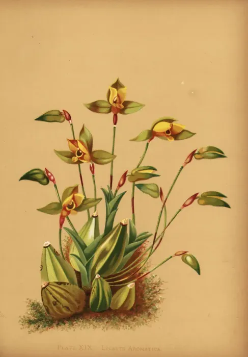 Framed Print : Sweet scented lycaste orchid, Lycaste aromatica Framed Print : Sweet scented lycaste orchid, Lycaste aromatica
